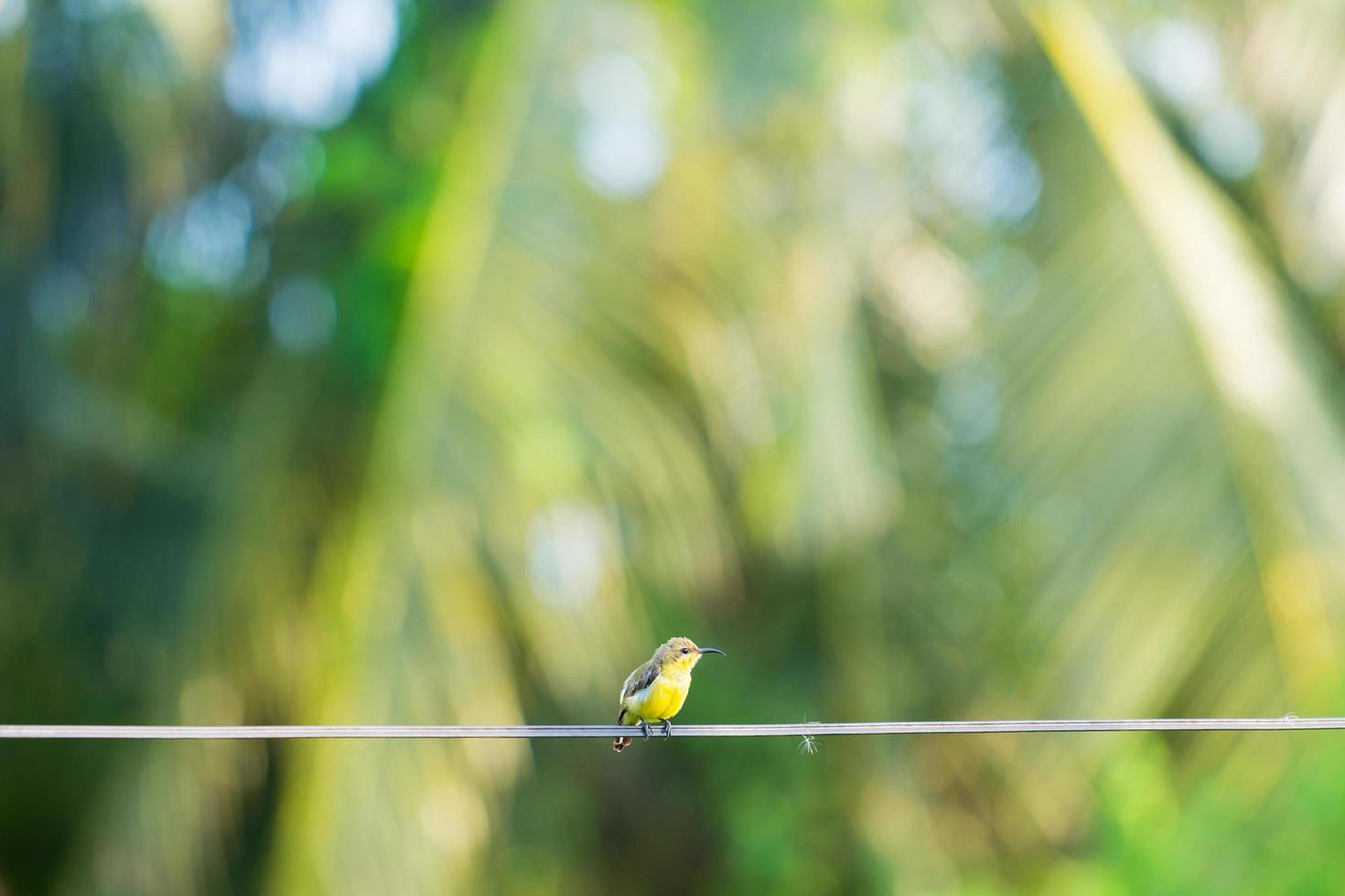 pajarito en alambre foto