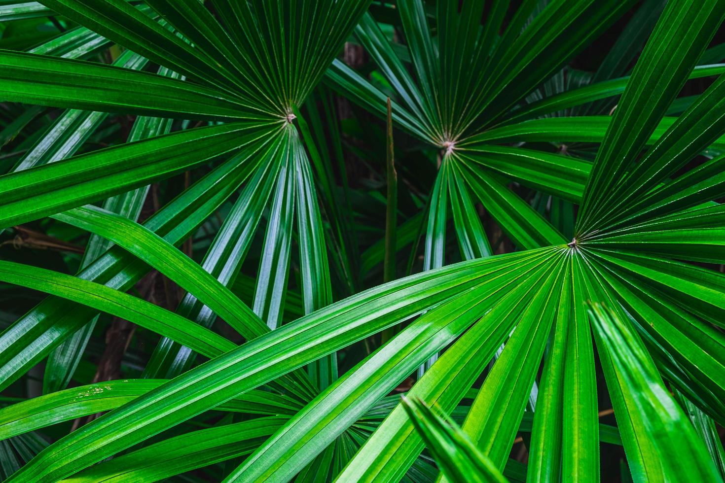 Green palm leaves photo