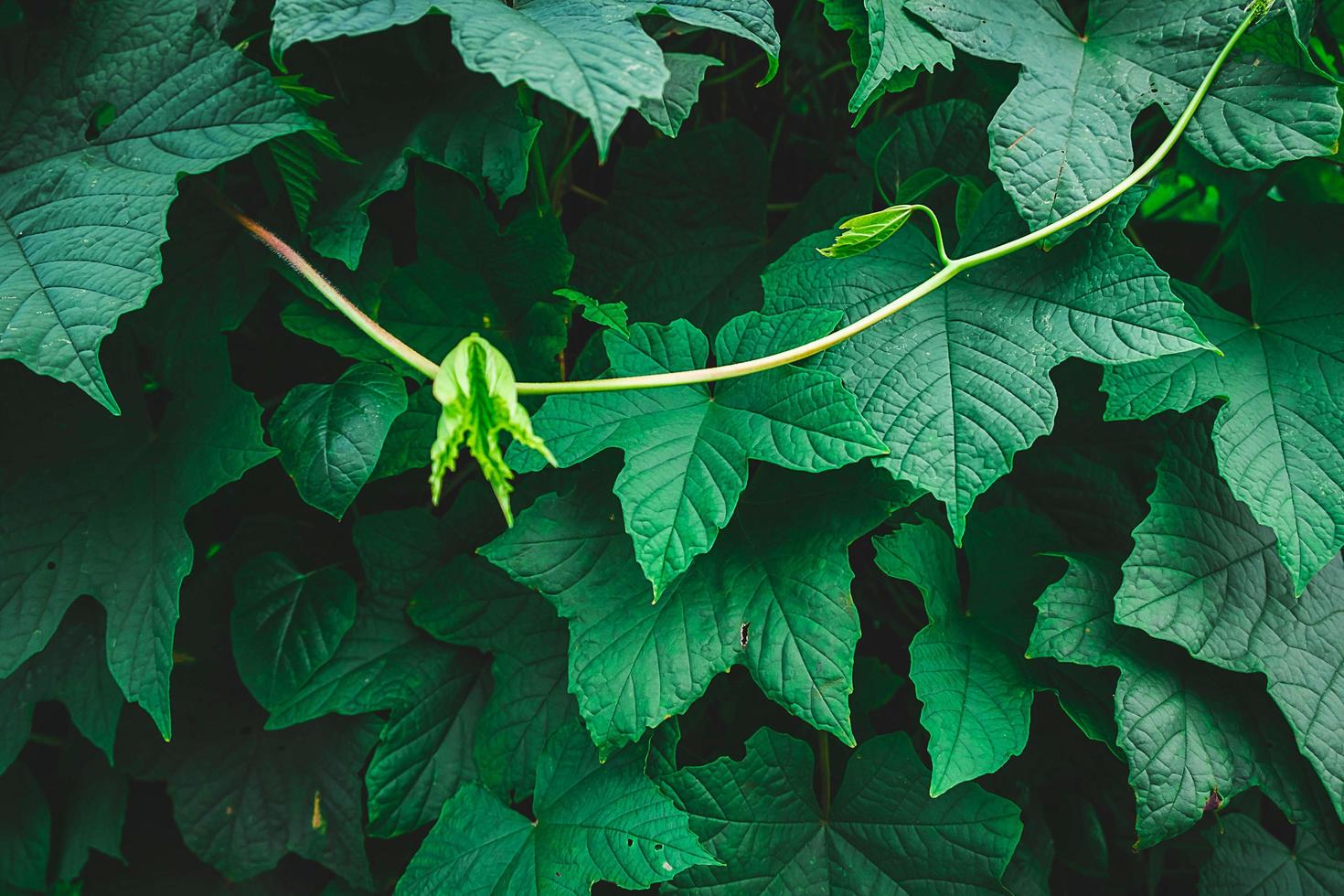 Green leaves on a vine photo
