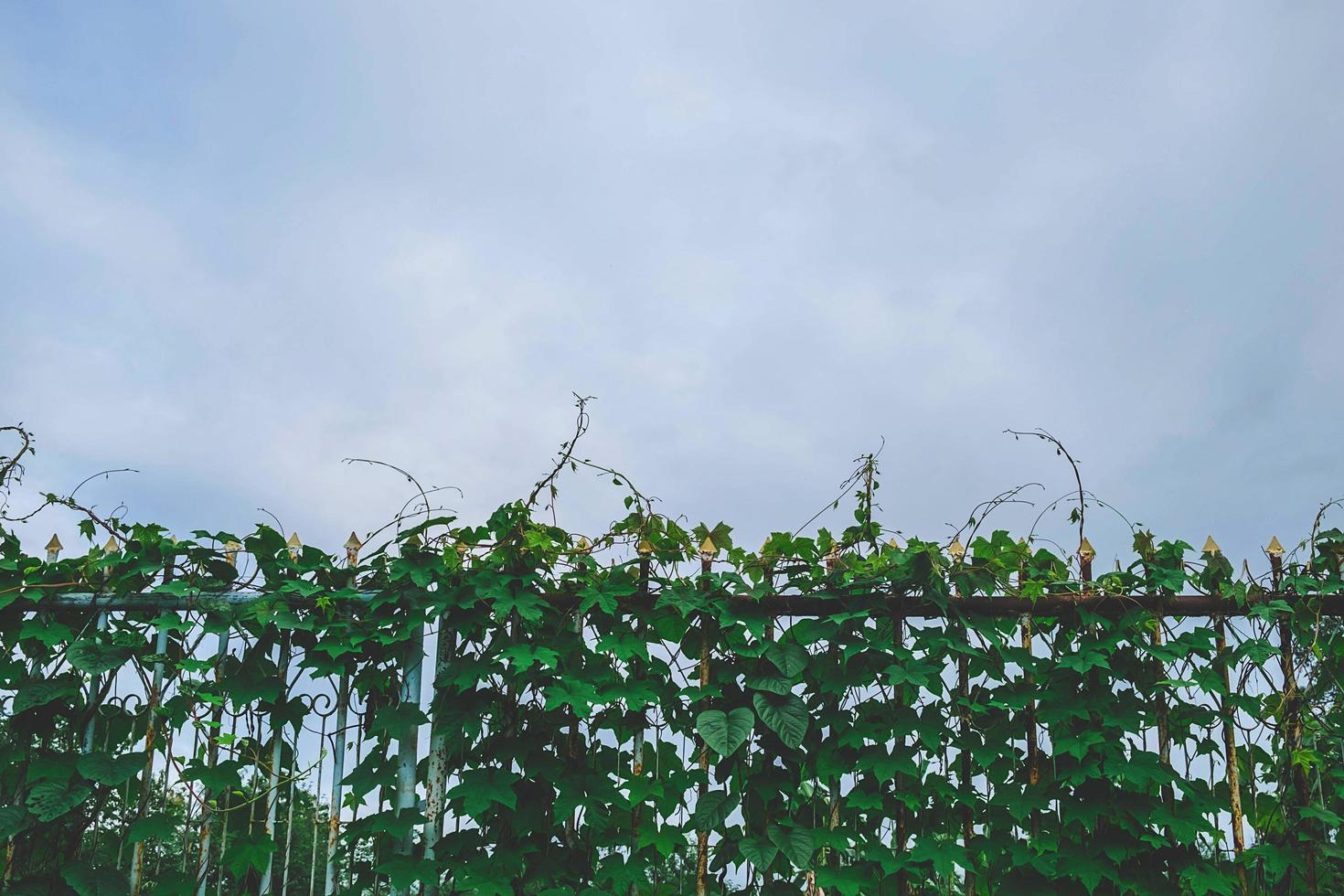 Leaves on a fence photo