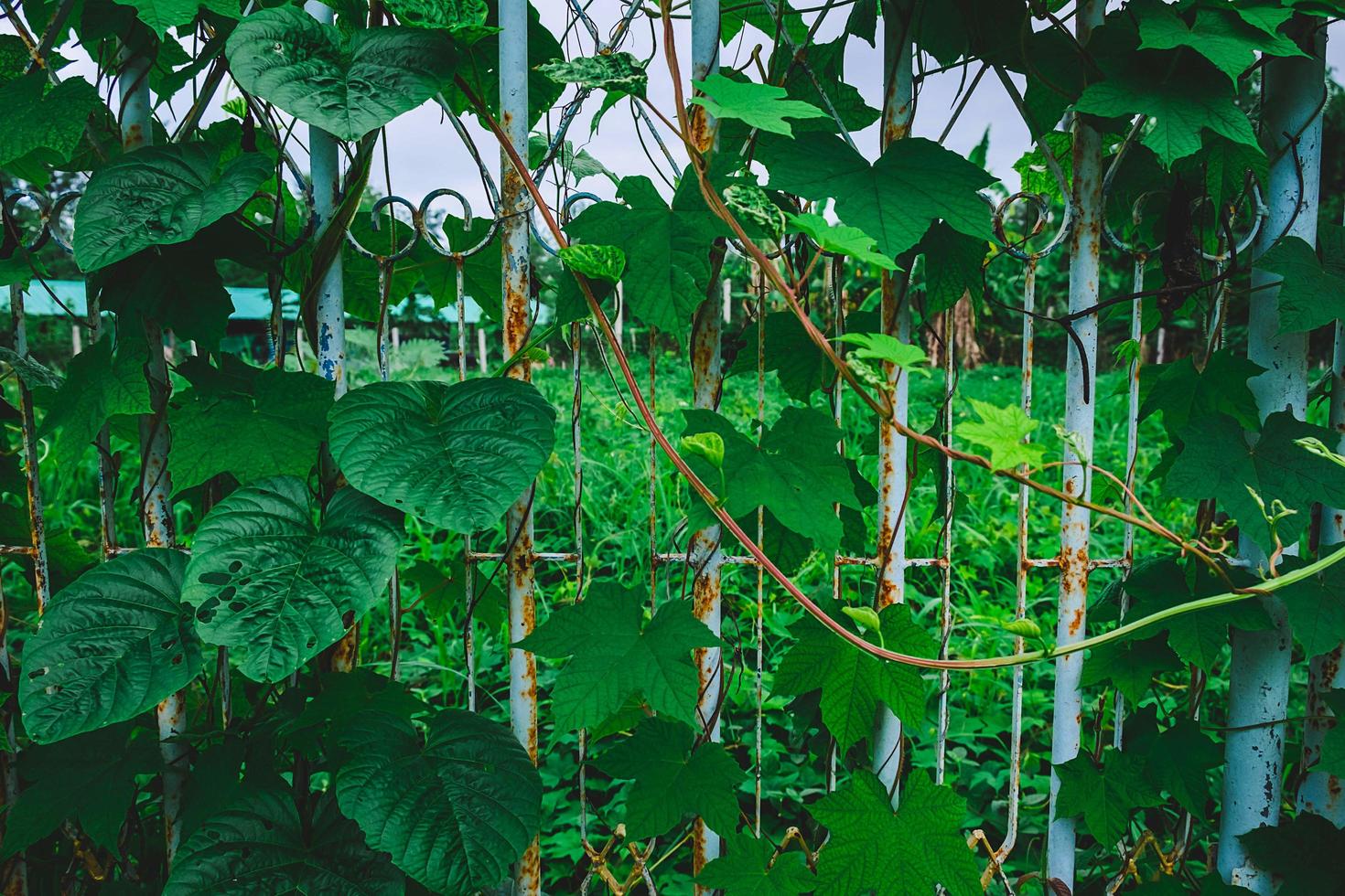 Green leaves on a metal fence photo