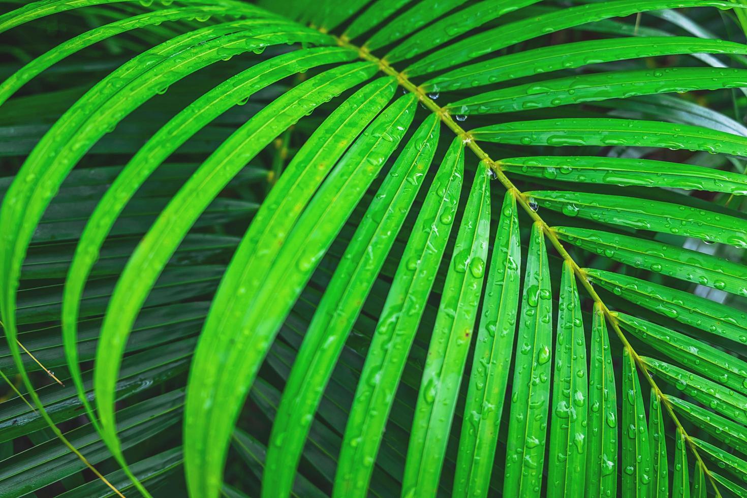 Lush coconut leaf photo