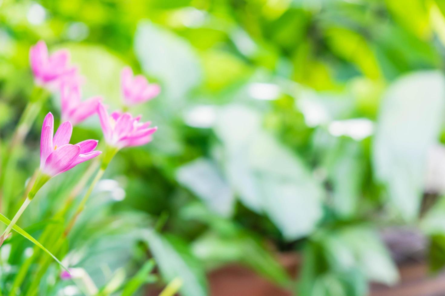 flores rosadas en un jardín foto