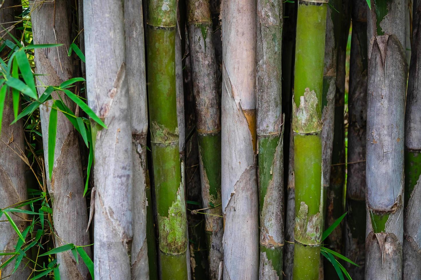 fondo de bambú natural foto