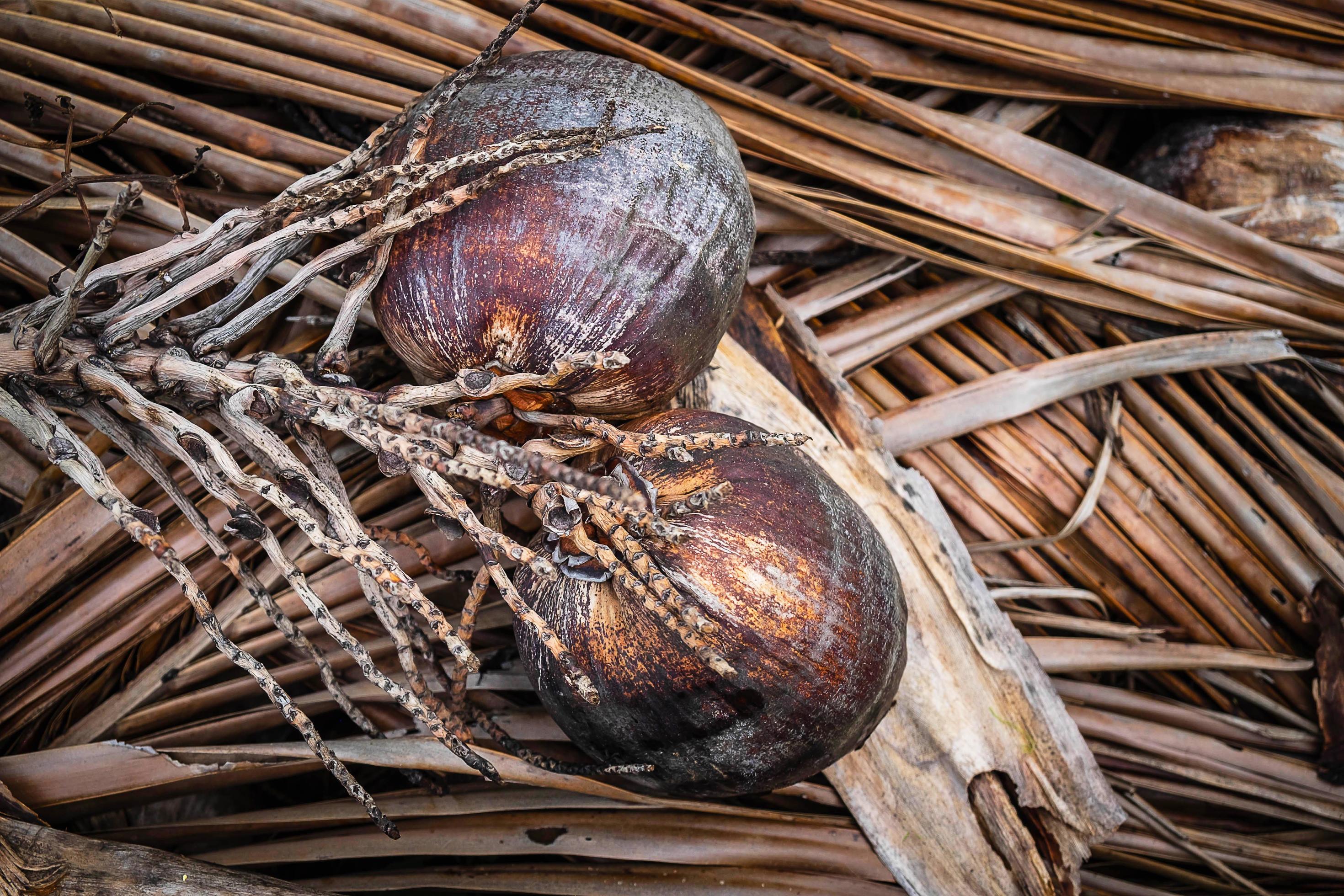 Dried coconuts on dried coconut leaves 1980275 Stock Photo at Vecteezy
