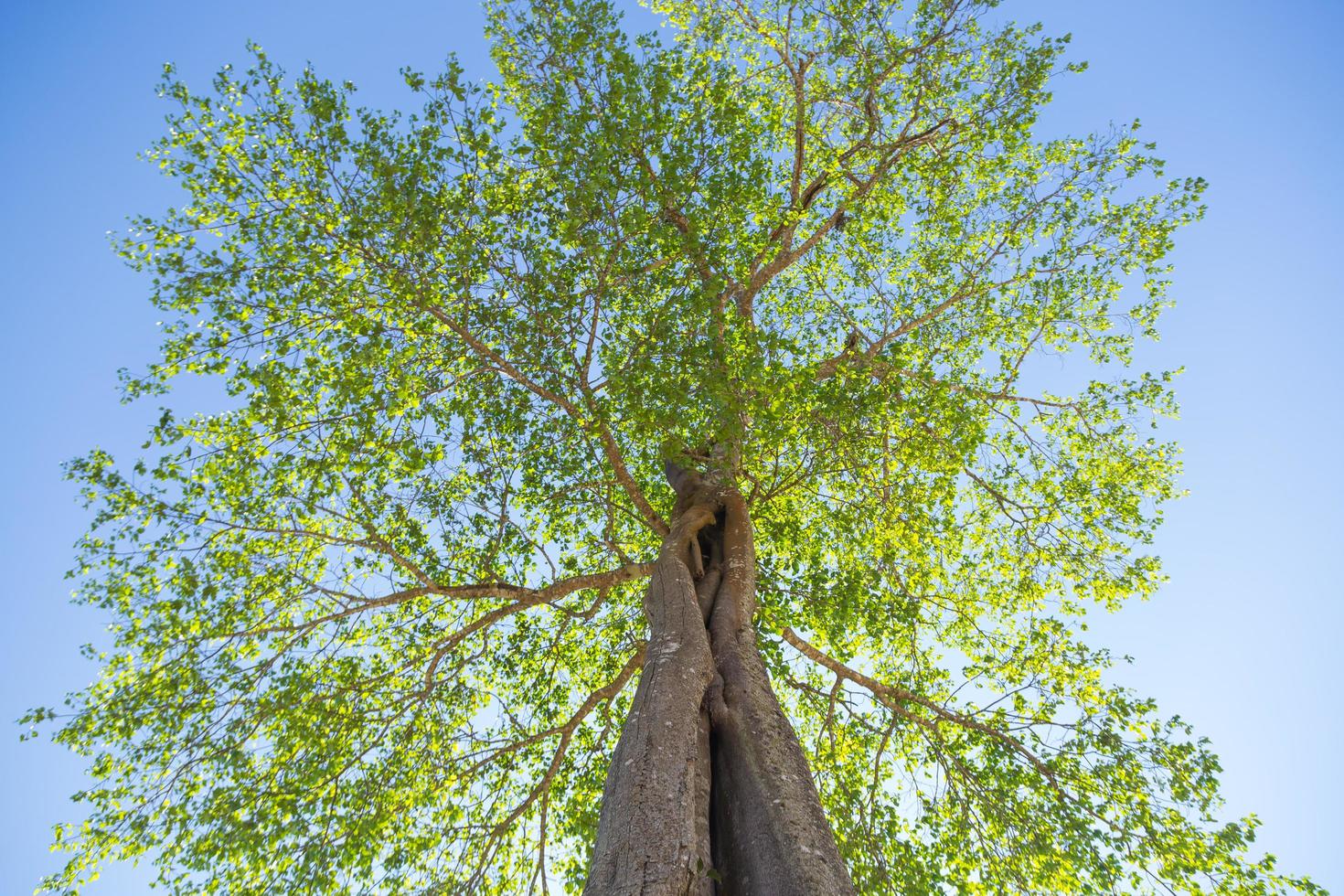 A tree from below photo