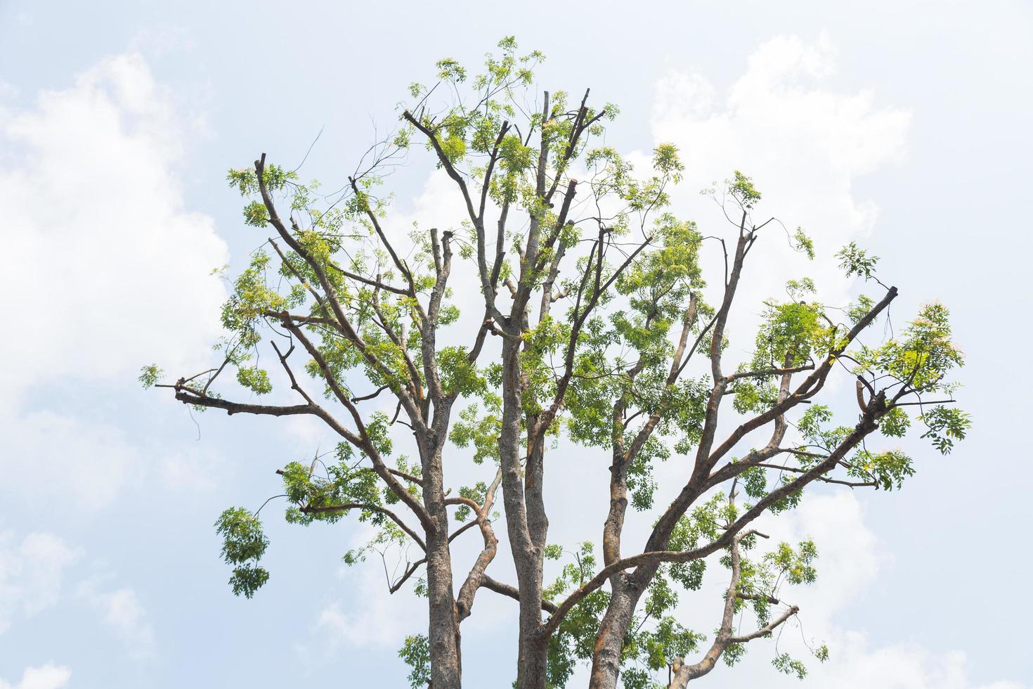 The sky behind a large tree photo