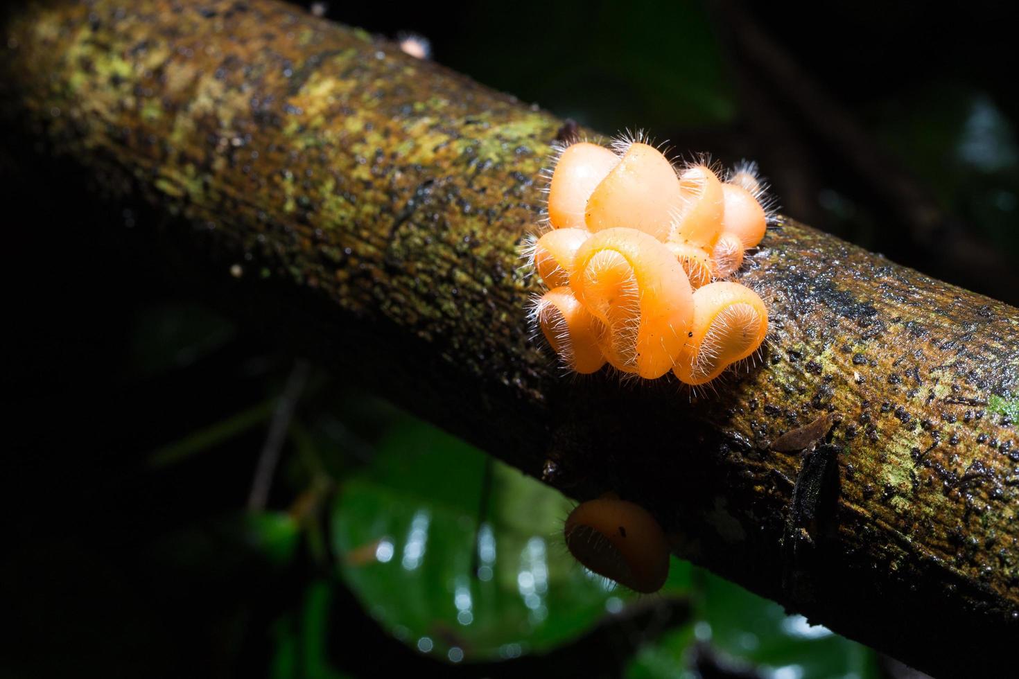 champiñones champán naranja foto