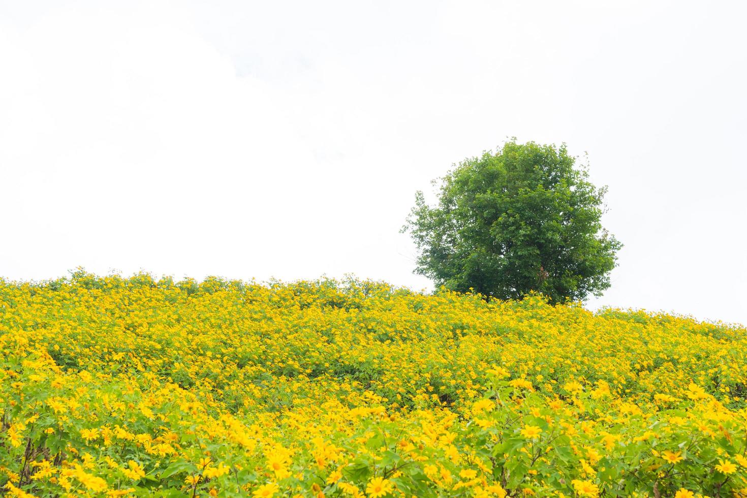 campo de flores amarillas y un árbol foto