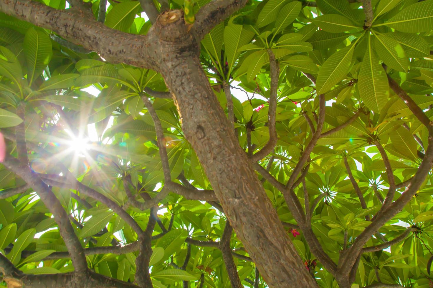 luz del sol a través de las hojas de un árbol foto