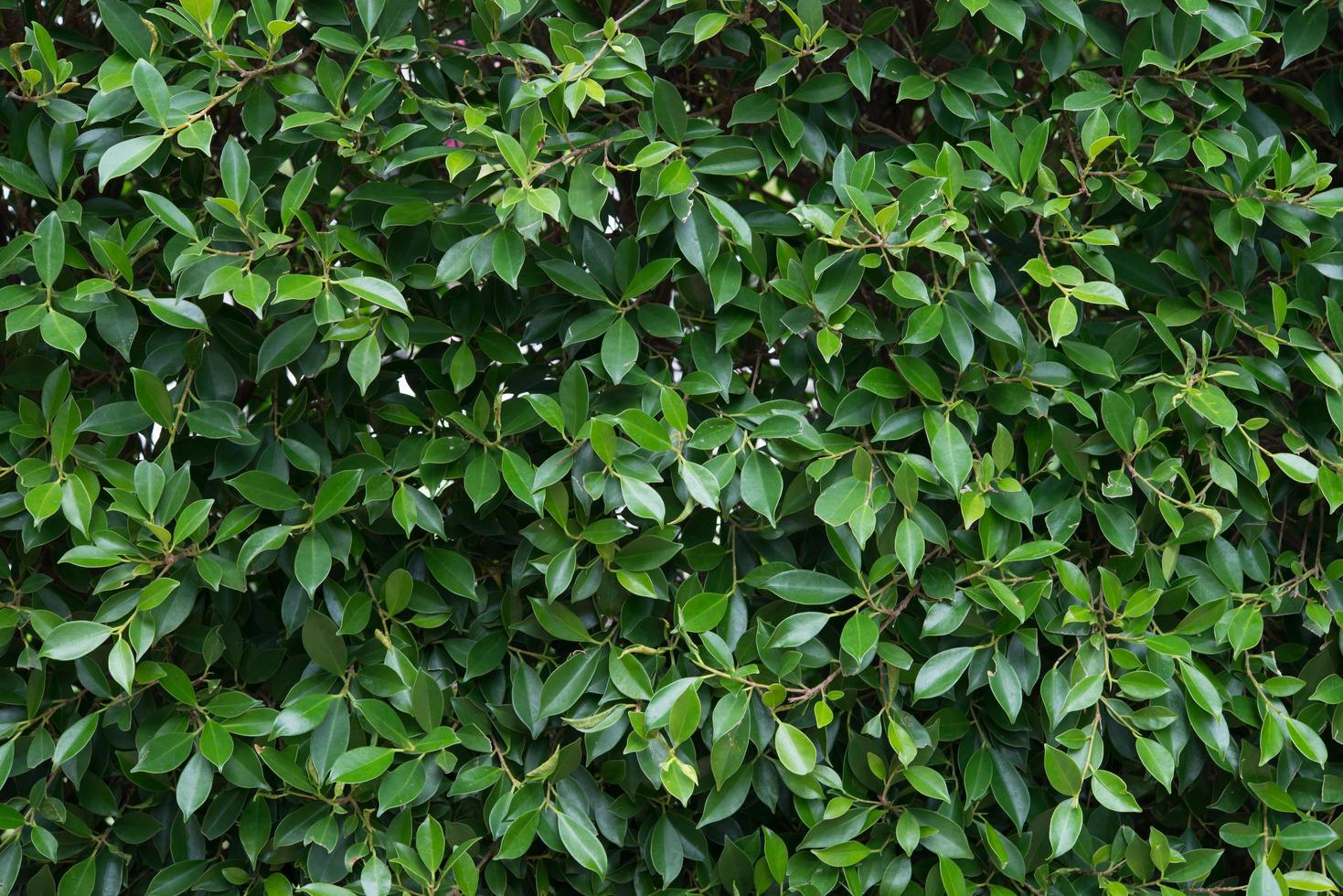 fondo de hojas y plantas verdes foto