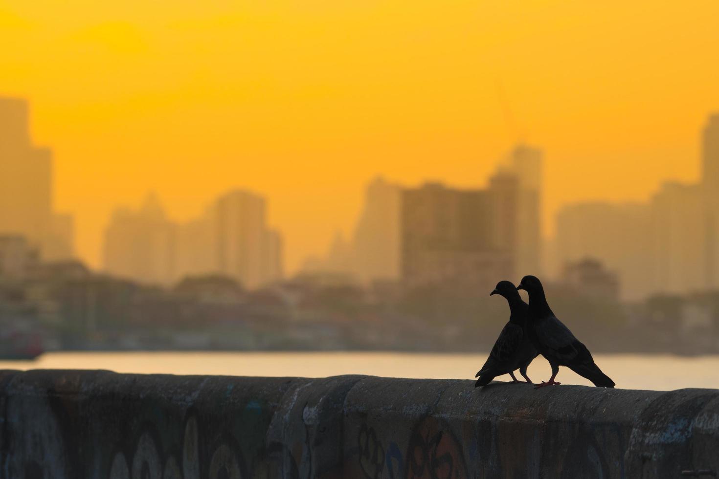 Two birds on a wall photo