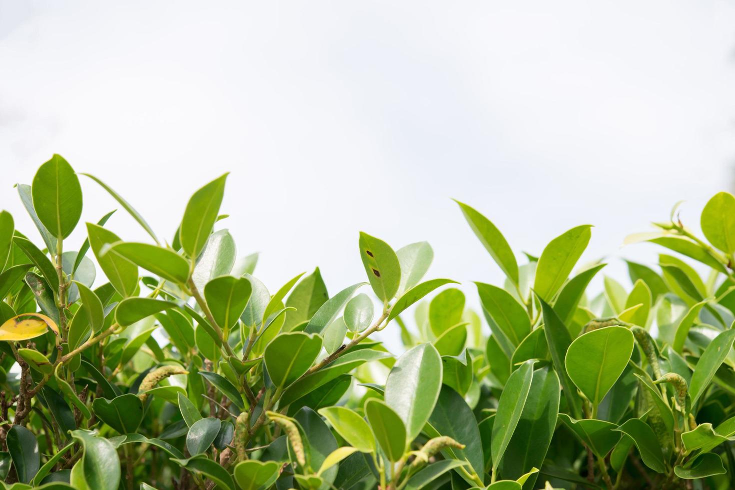 fondo de hojas y plantas verdes foto