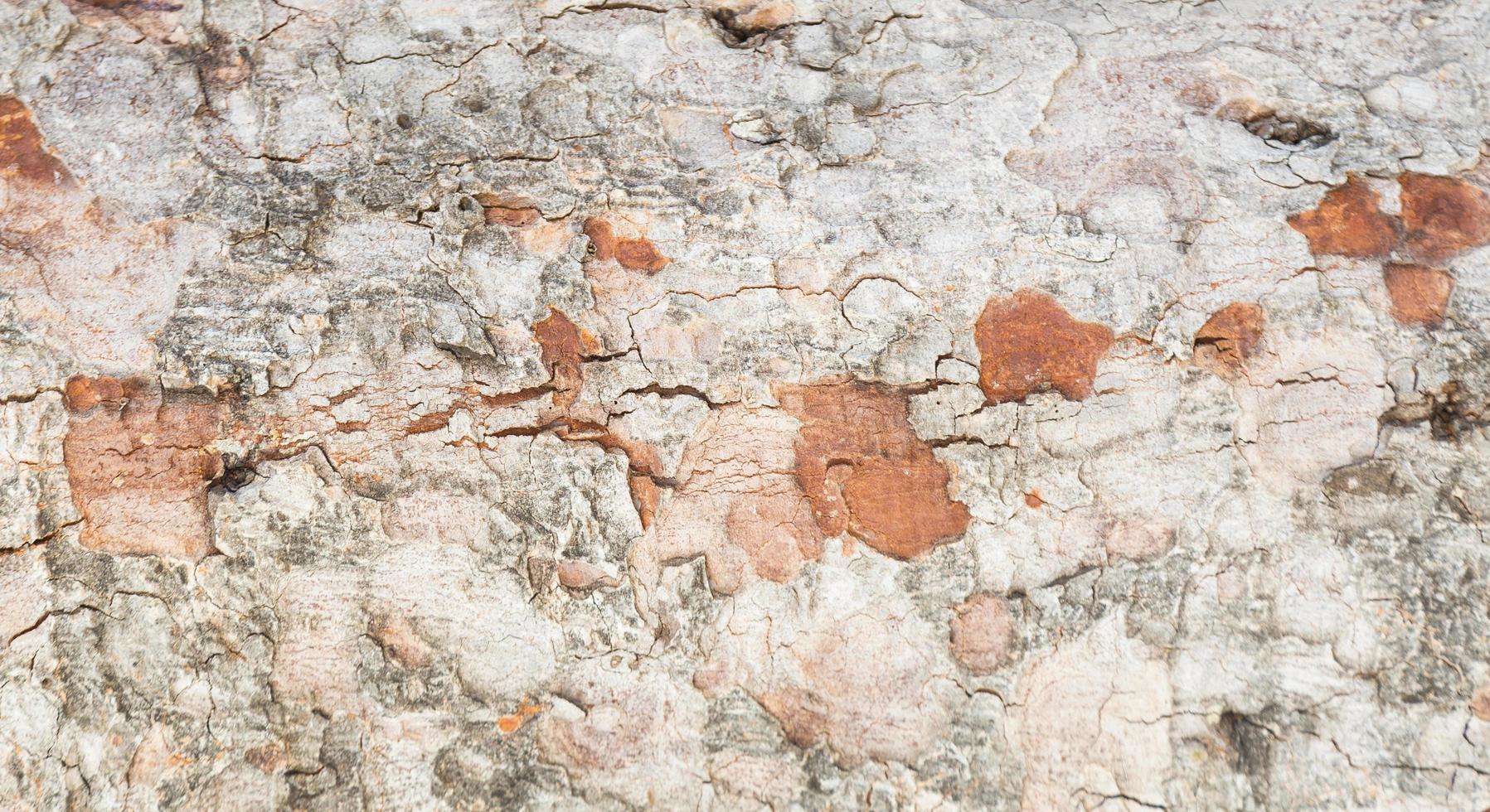 textura de corteza de árbol foto