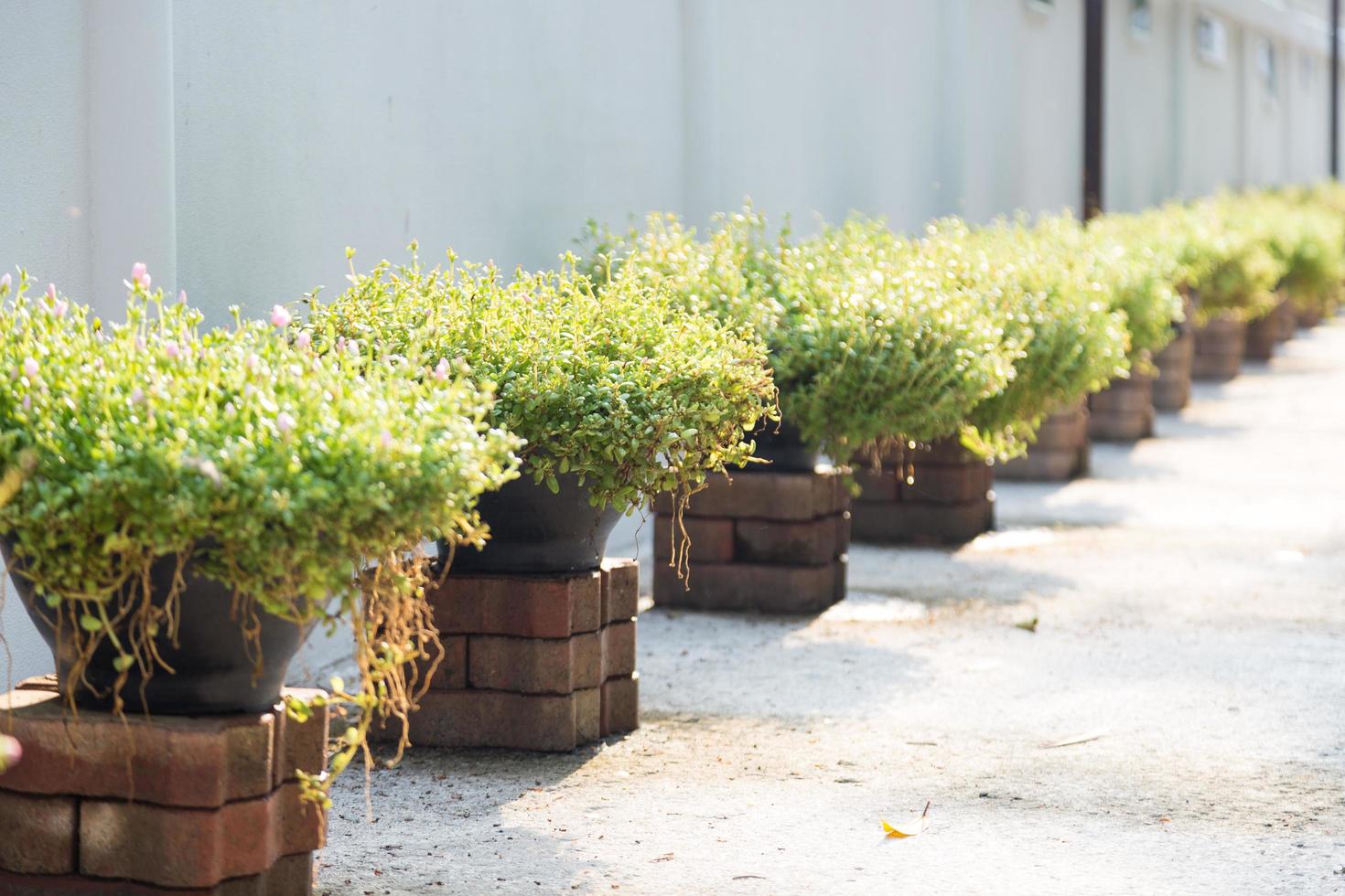 Pots in a row photo