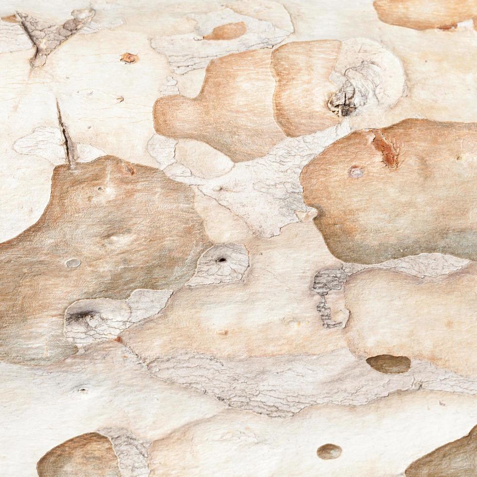 Background texture of tree bark photo