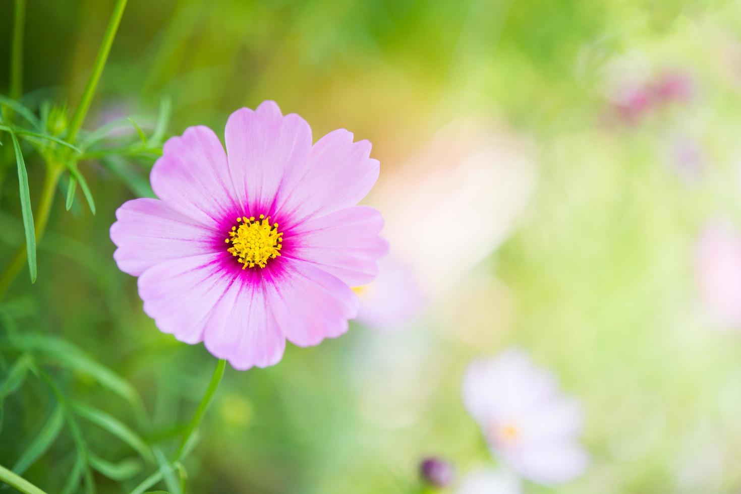 Close-up of pink cosmos flower photo