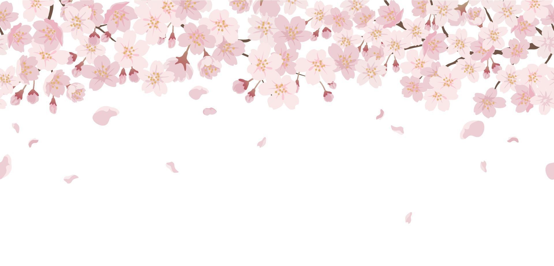 Seamless Floral Background With Cherry Blossoms In Full Bloom Isolated On A White Background. Horizontally Repeatable. vector