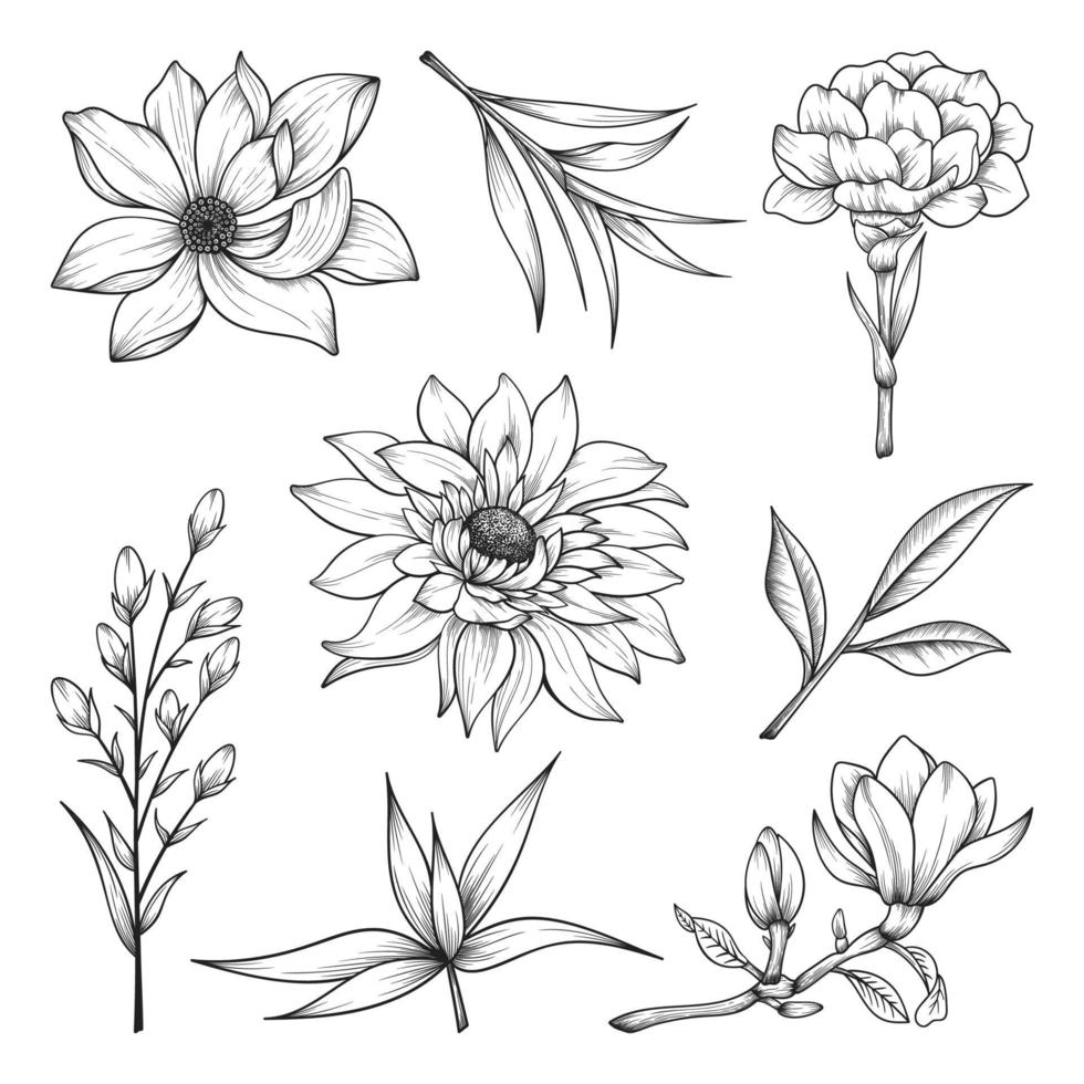 Dibujado a mano flores silvestres y hierbas y hojas ilustración aislada sobre fondo blanco. vector