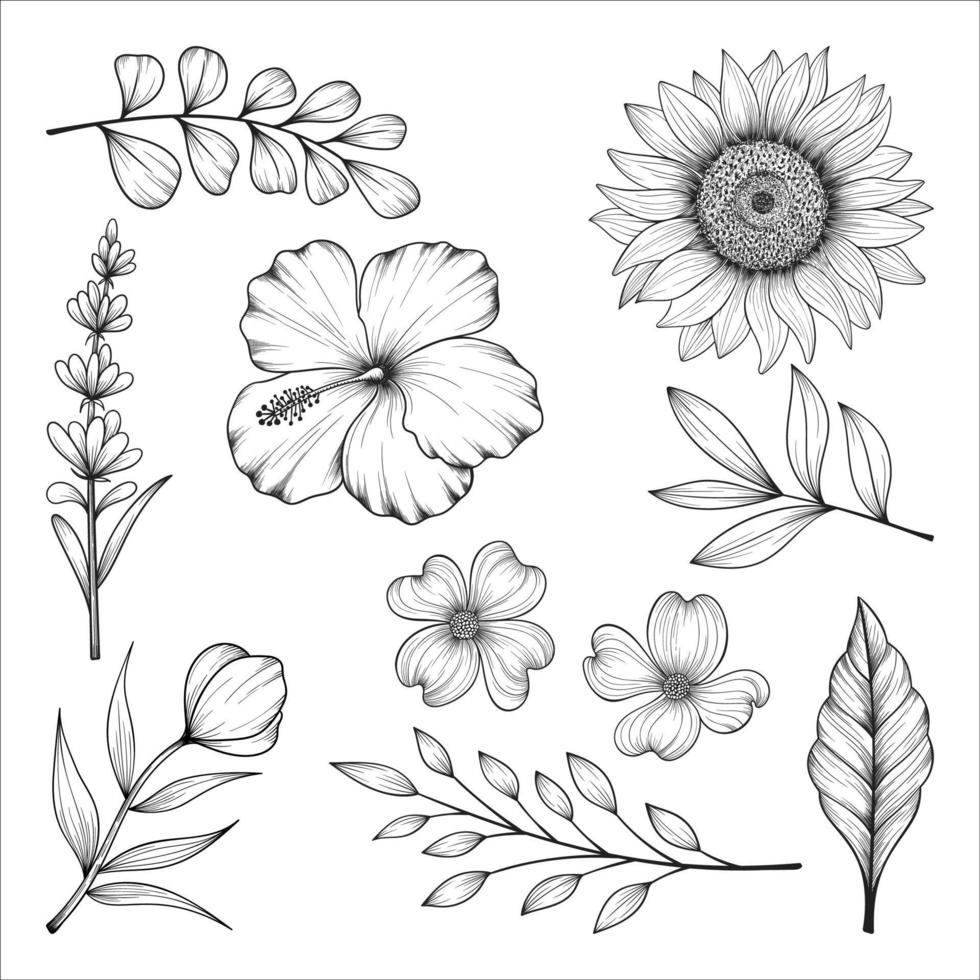 Hand drawn wild and herbs flowers and leaves illustration isolated on white background. vector