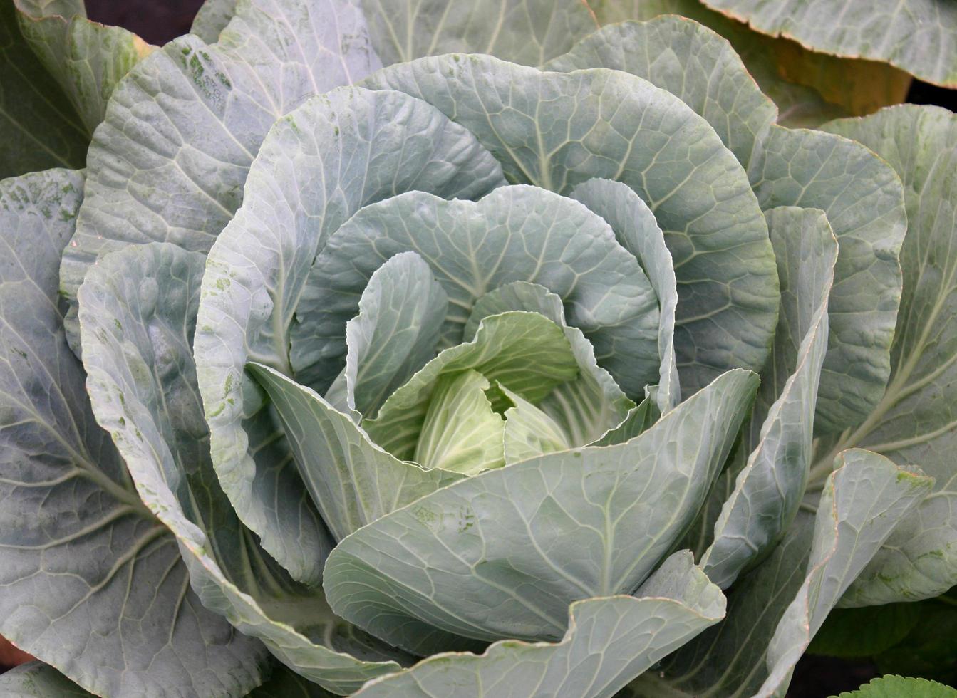 Close-up of cabbage head photo