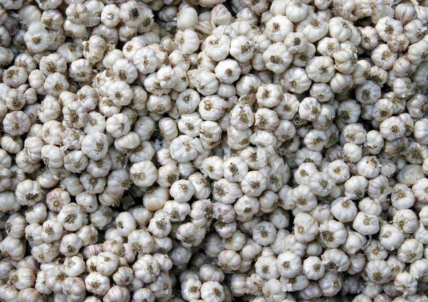 White garlic bulbs photo