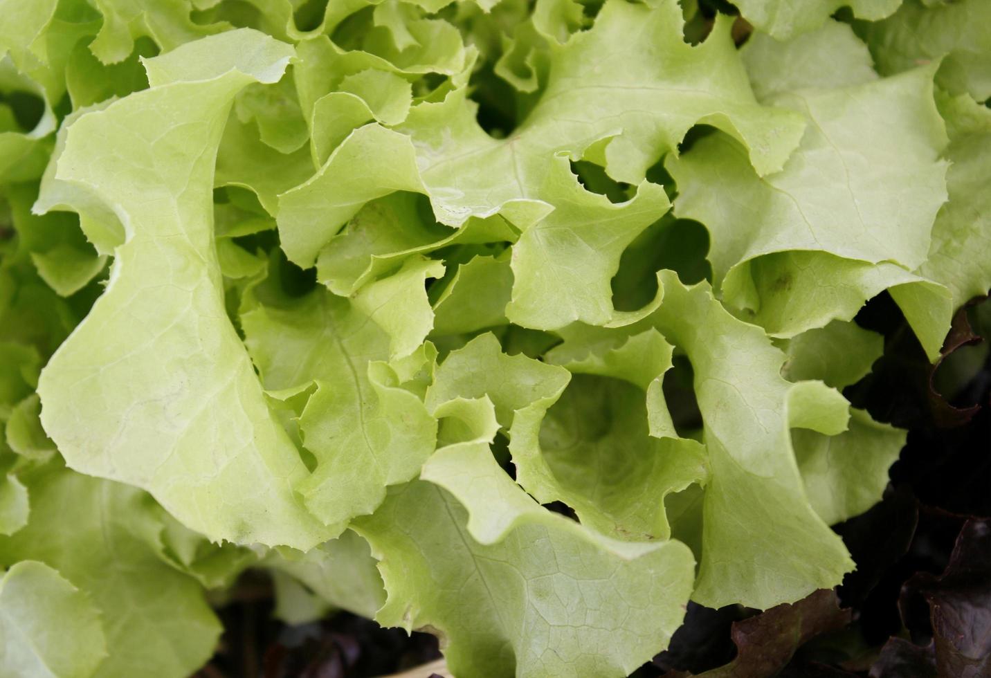 Light green lettuce photo