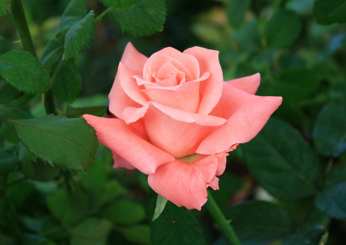 Beautiful pink rose photo