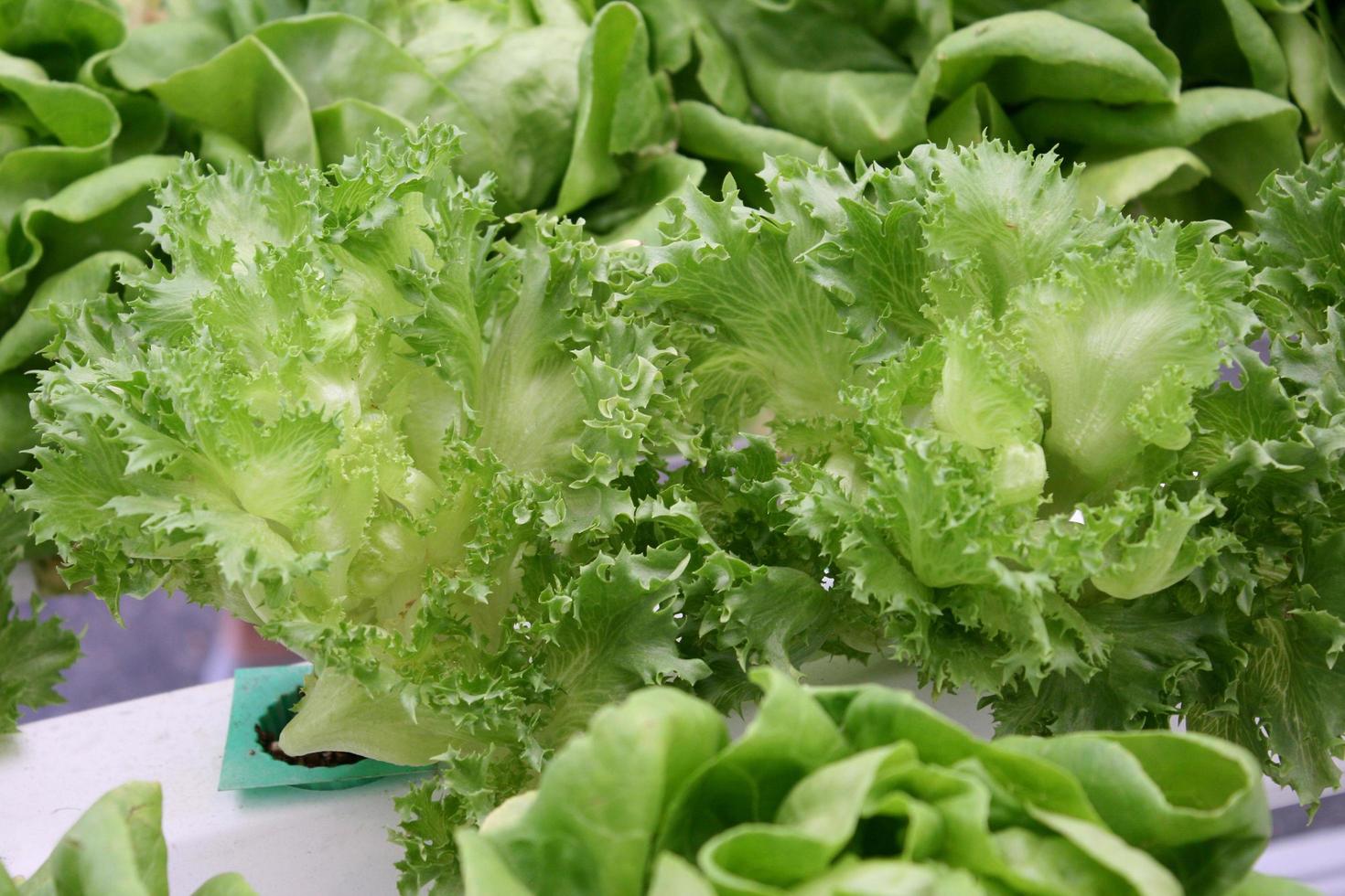 Organic hydroponic lettuce photo