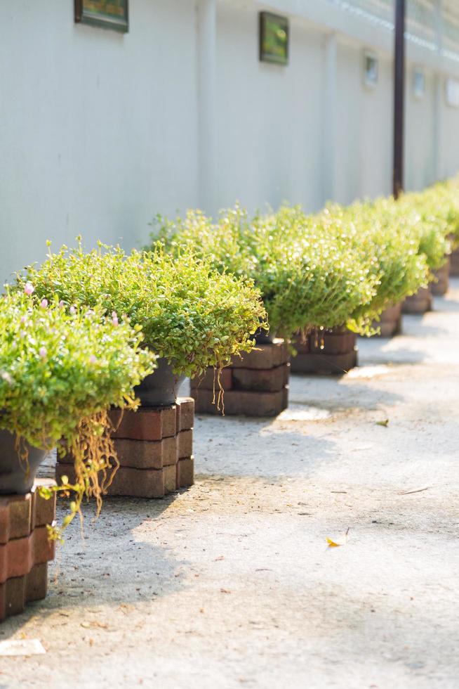 Pots in a row photo