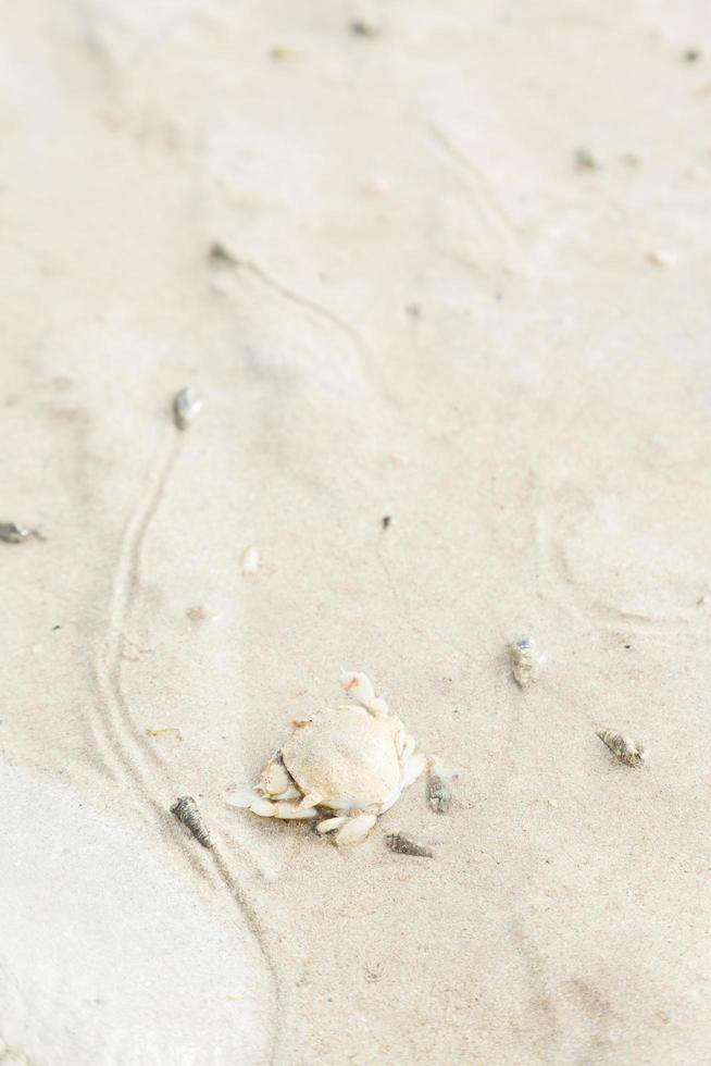 Crab in the sand on the beach photo