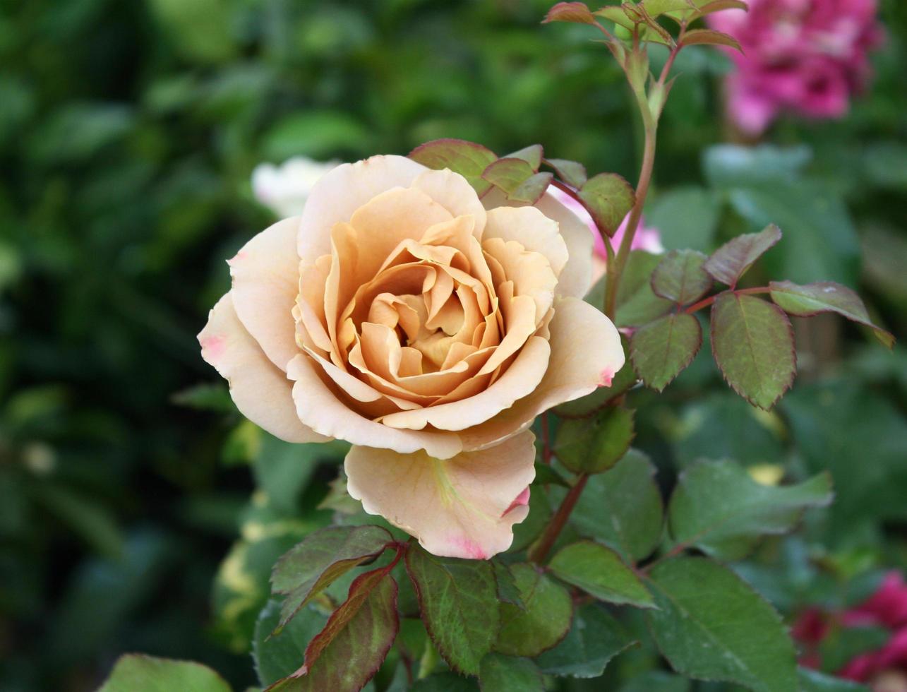 hermosa rosa en un jardín foto