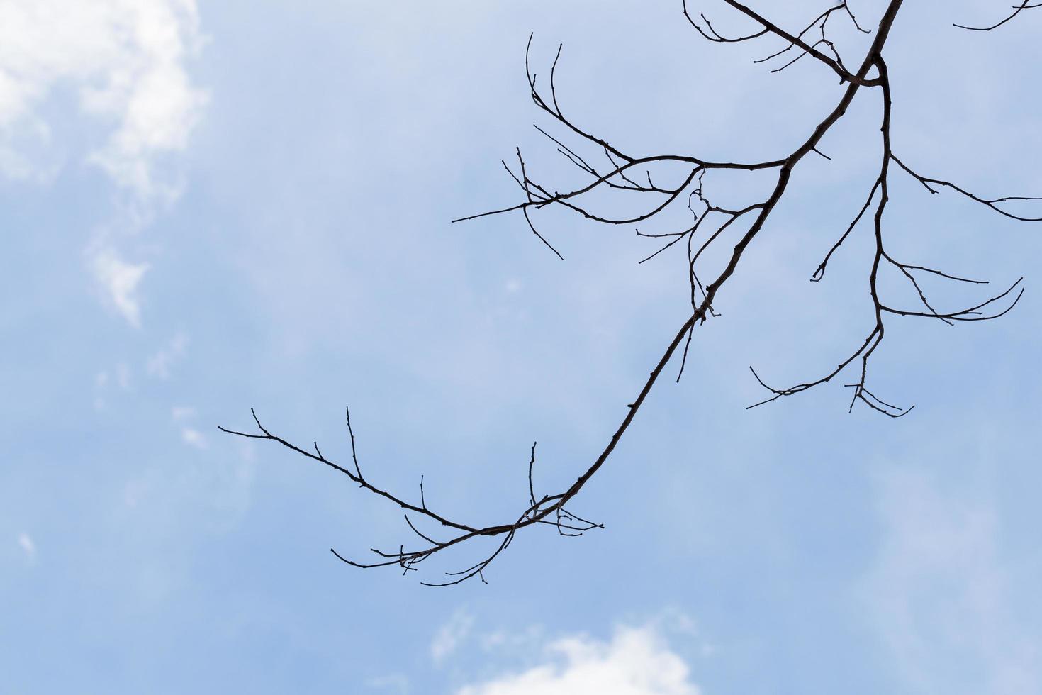 ramas secas de un árbol foto