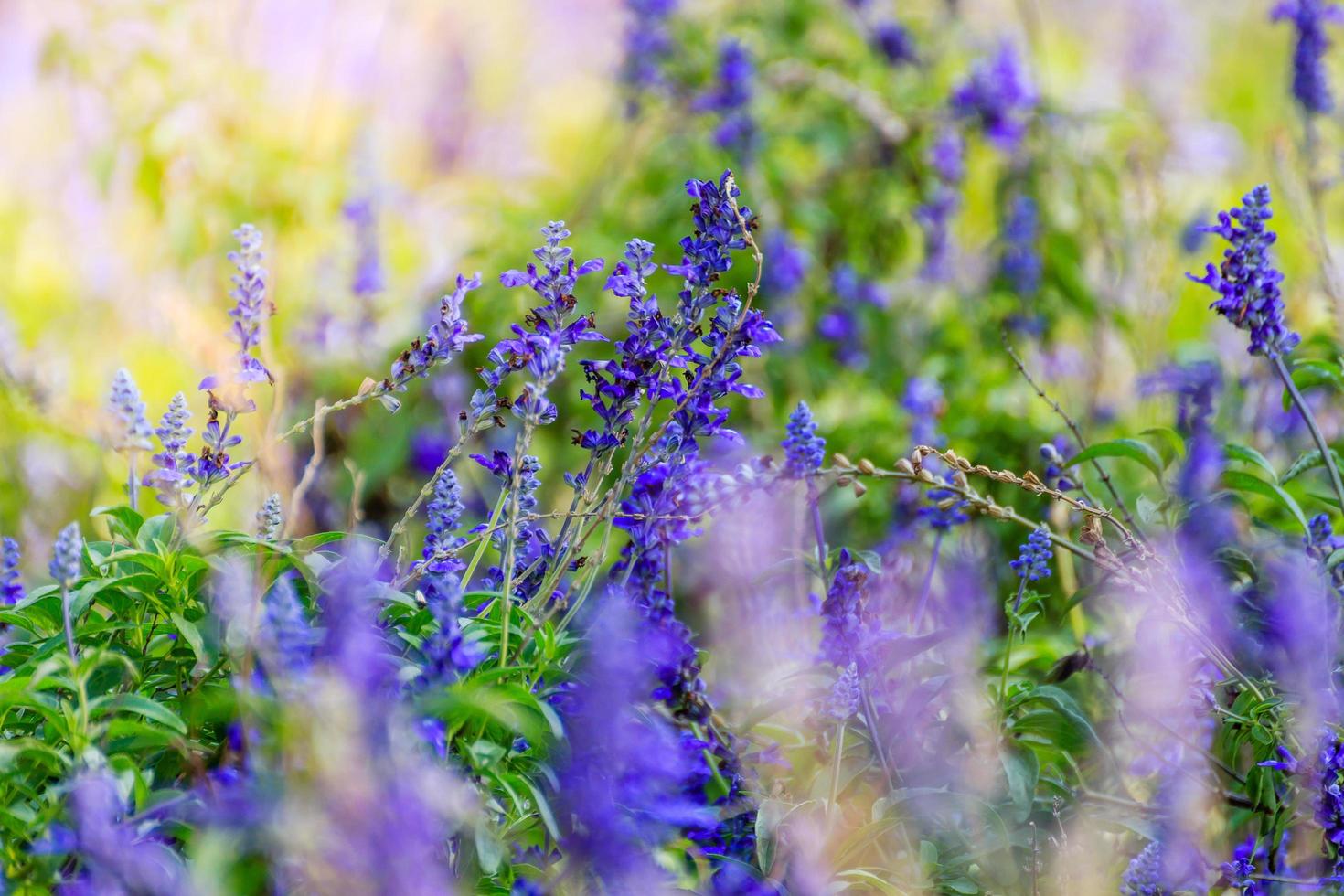 fondo de flores naturales foto