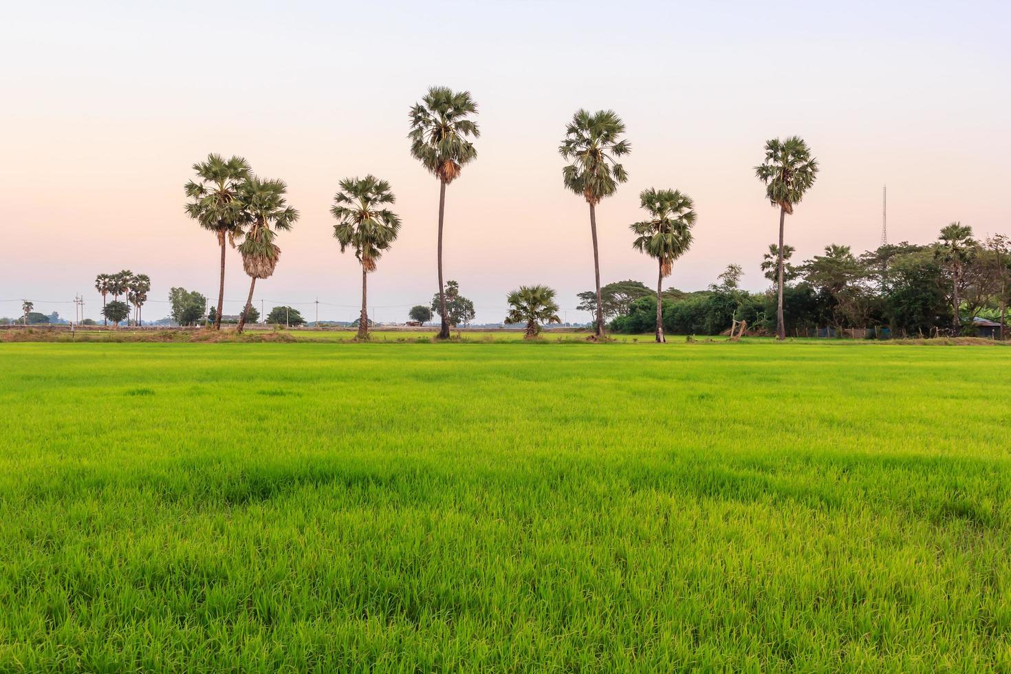 Sugar palm and rice field at sunset photo