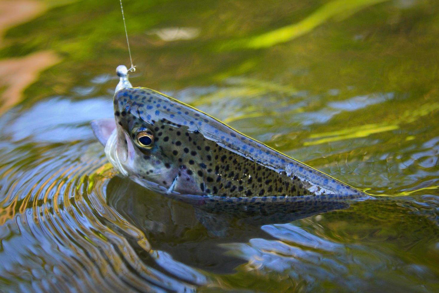 Trout caught on artificial soft bait floating in water photo