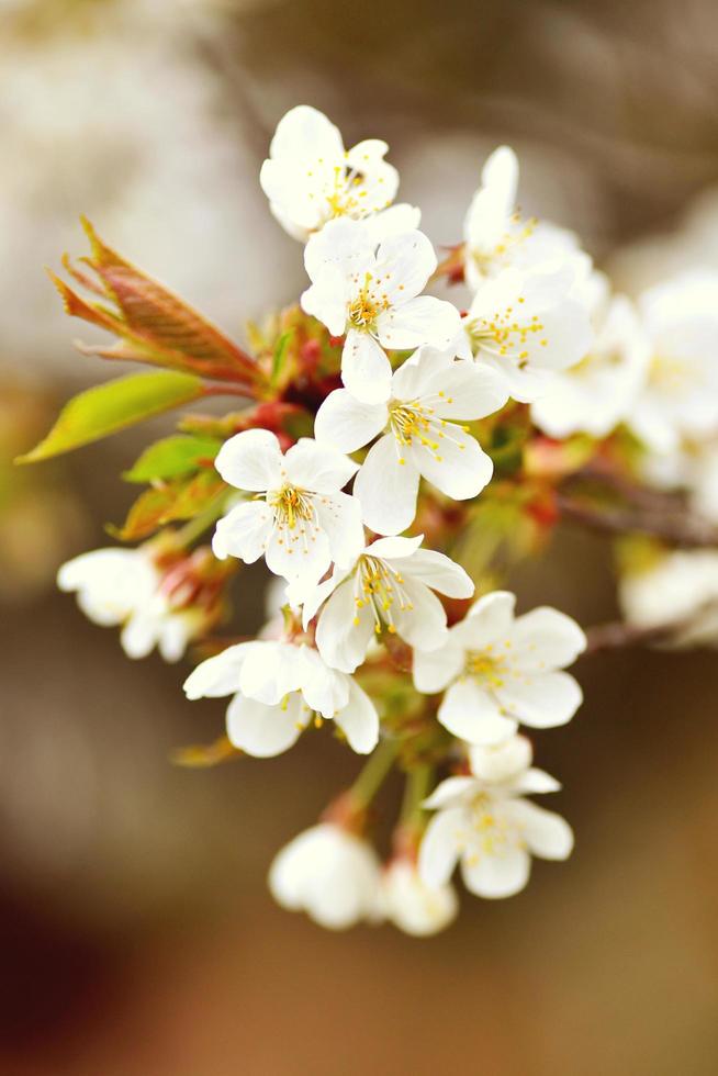 Cherry blossom in spring photo