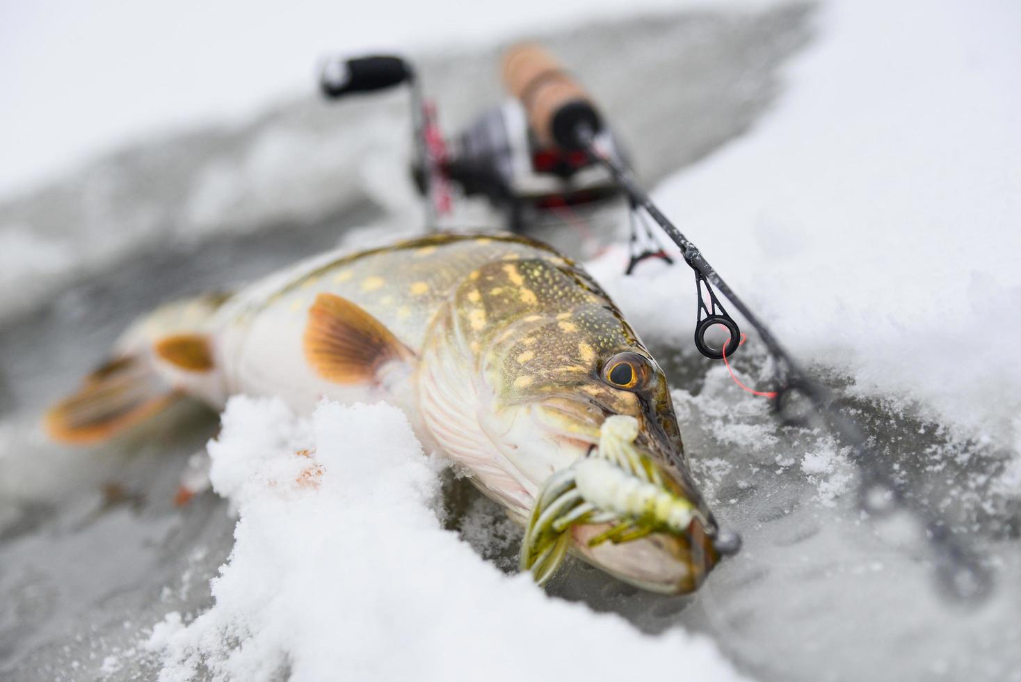 Pike fish next to fishing rod photo