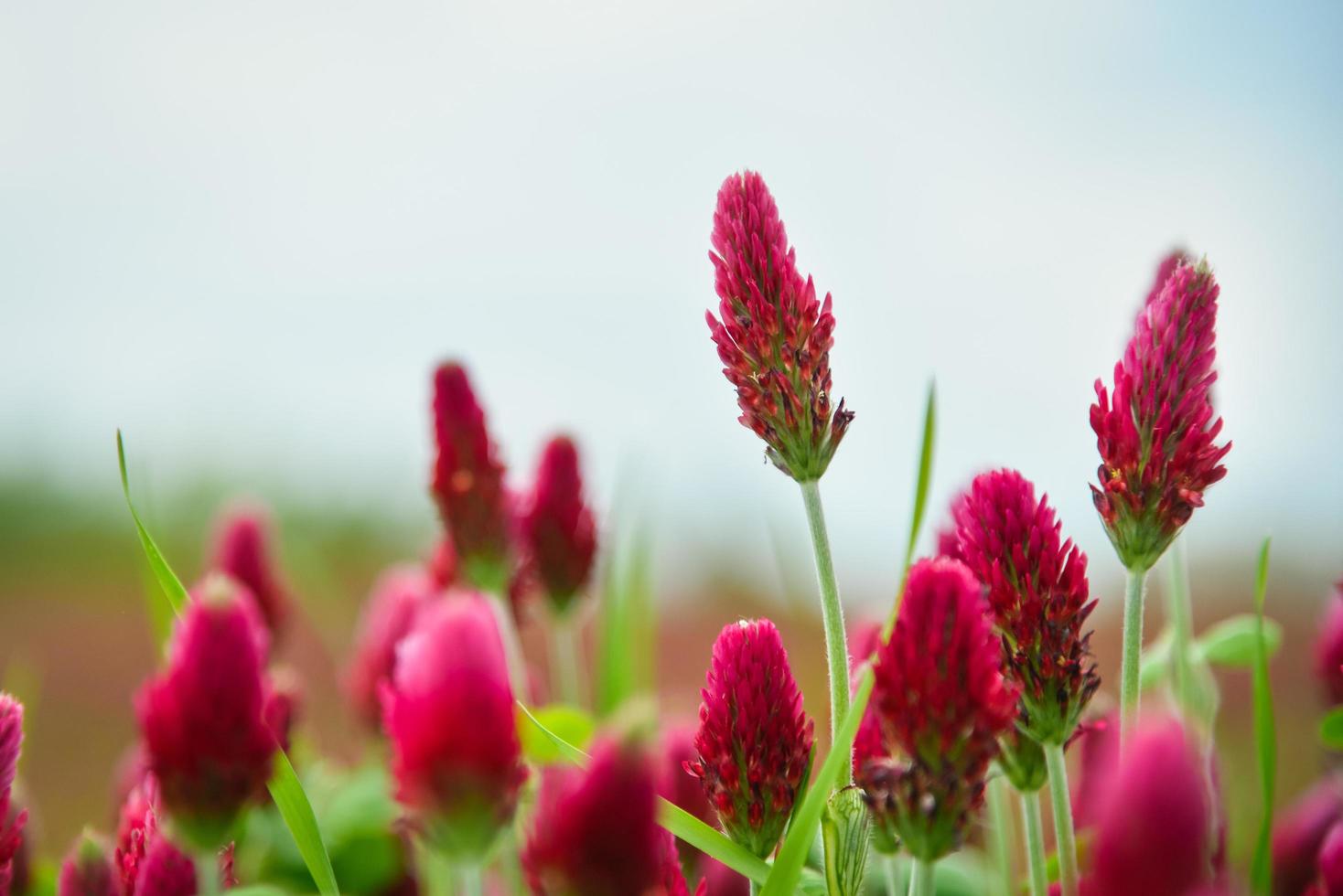 Red clover field photo