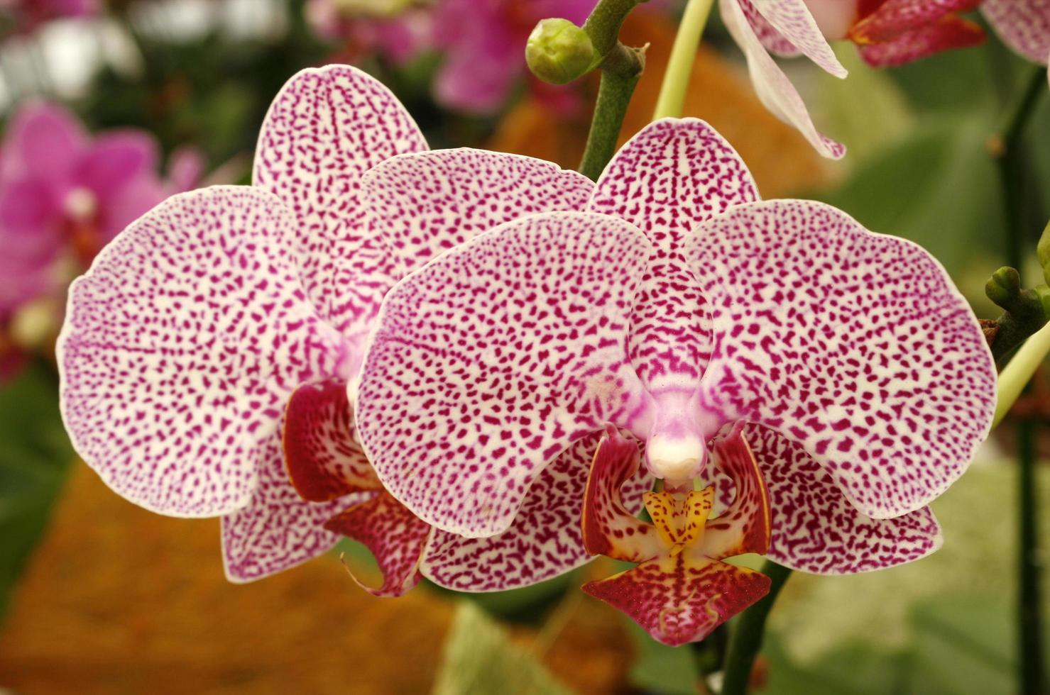 hermosas flores de orquídeas foto