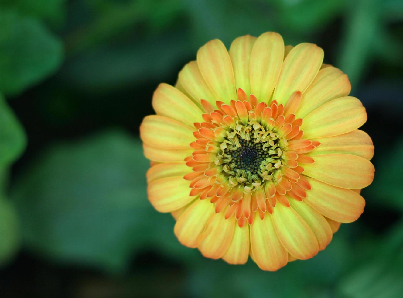 Orange gerbera flower photo
