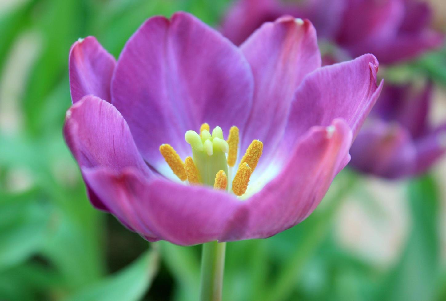 Purple tulip flower photo