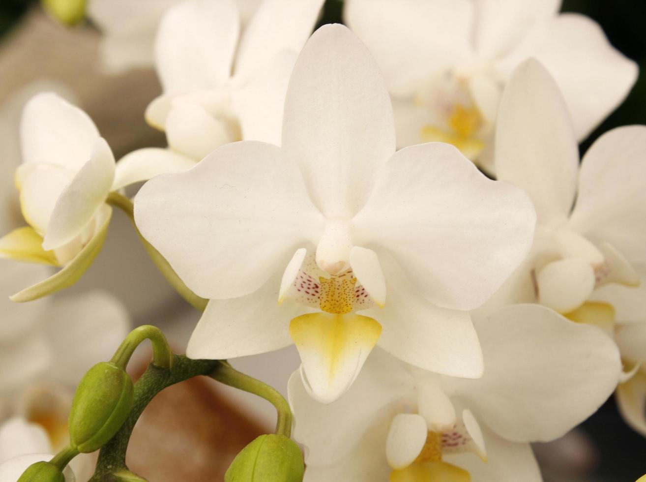 grupo de orquídeas blancas foto