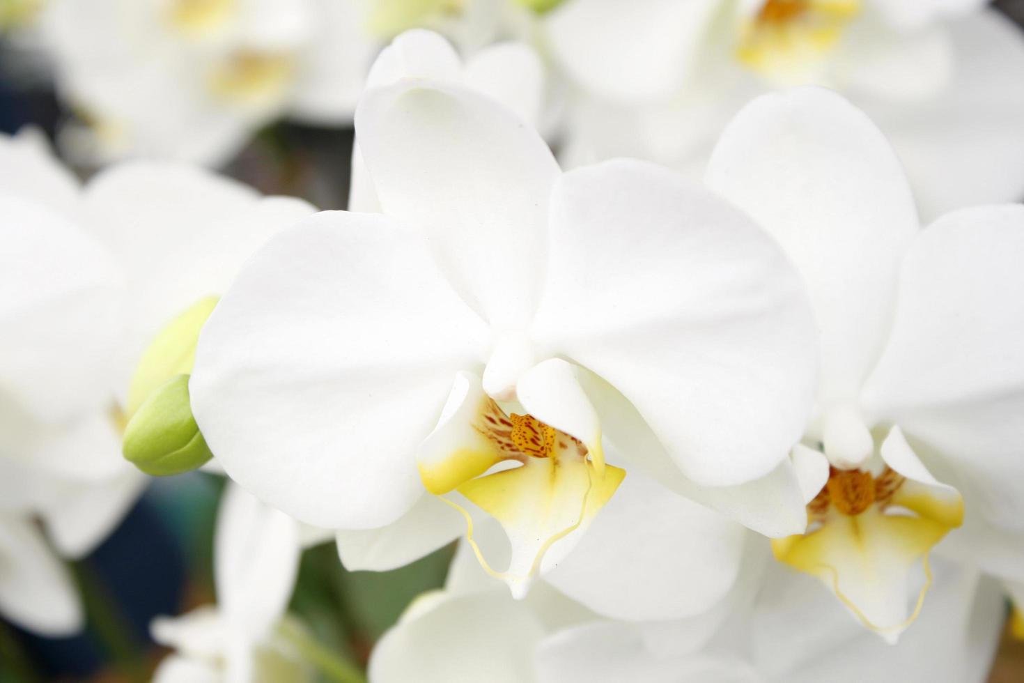 flores de orquideas blancas foto