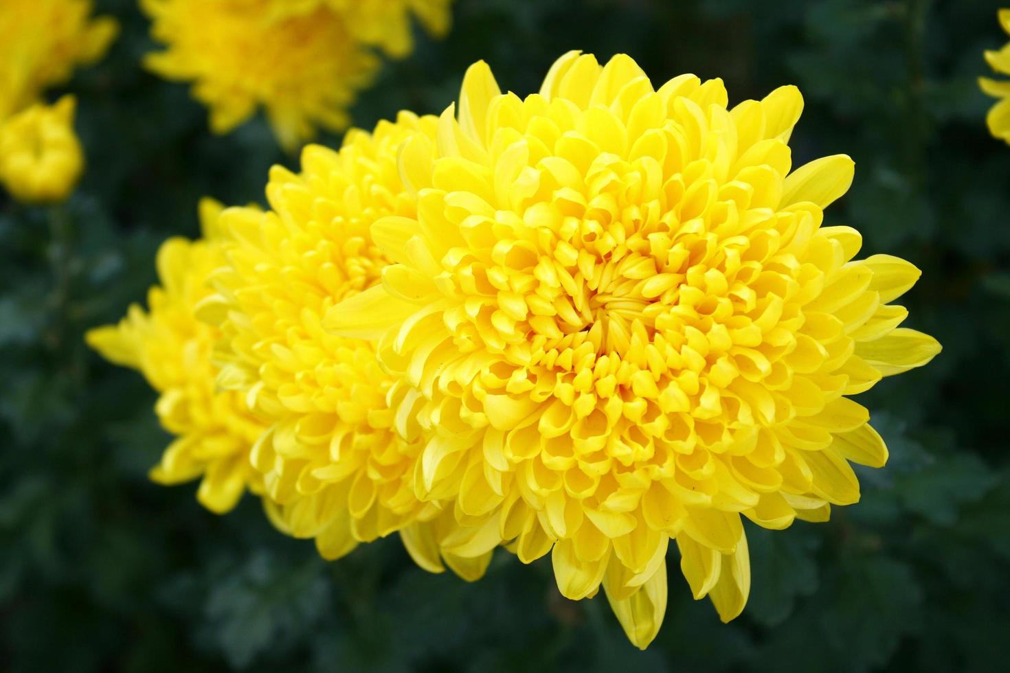 Yellow marigold flower photo