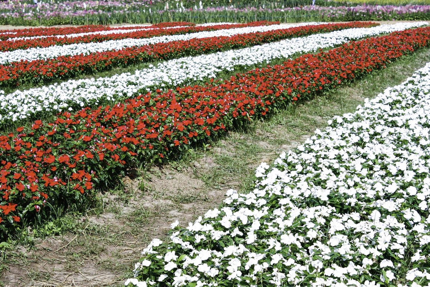 Red and white rows of flowers photo