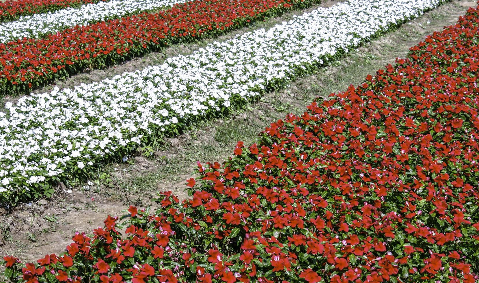 Rows of flowers photo