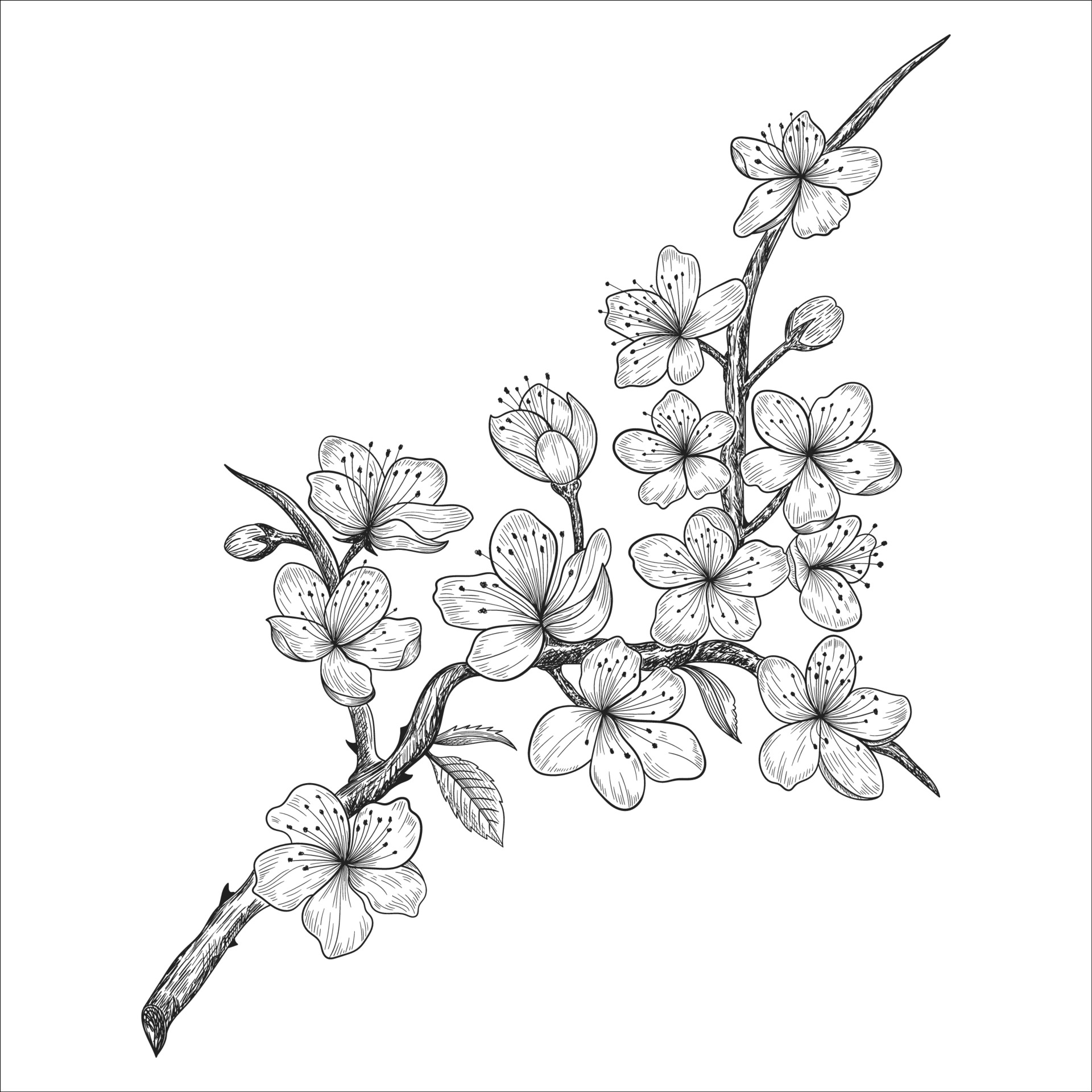 Hand drawn cherry blossom flowers and leaves drawing isolated on