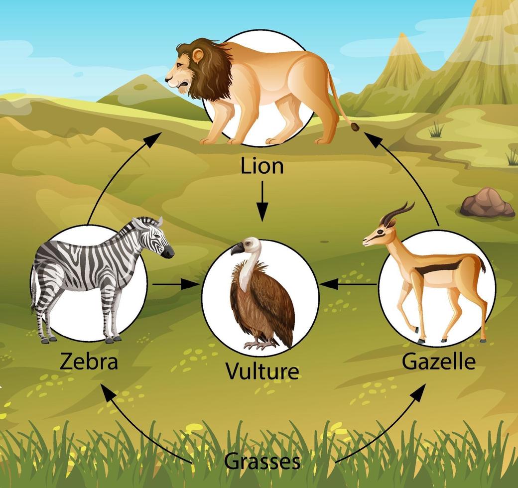 cartel educativo de biología para diagrama de cadenas alimentarias vector