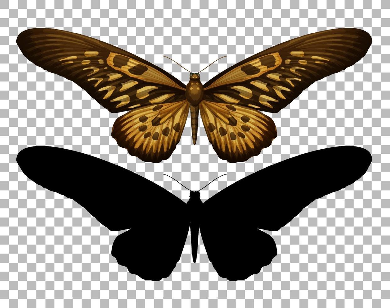 mariposa y su silueta vector